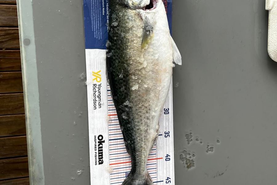 Lex Galvin caught this 46.5cm Kahawai at Kawhia during The Export NZ Fishing Competition
