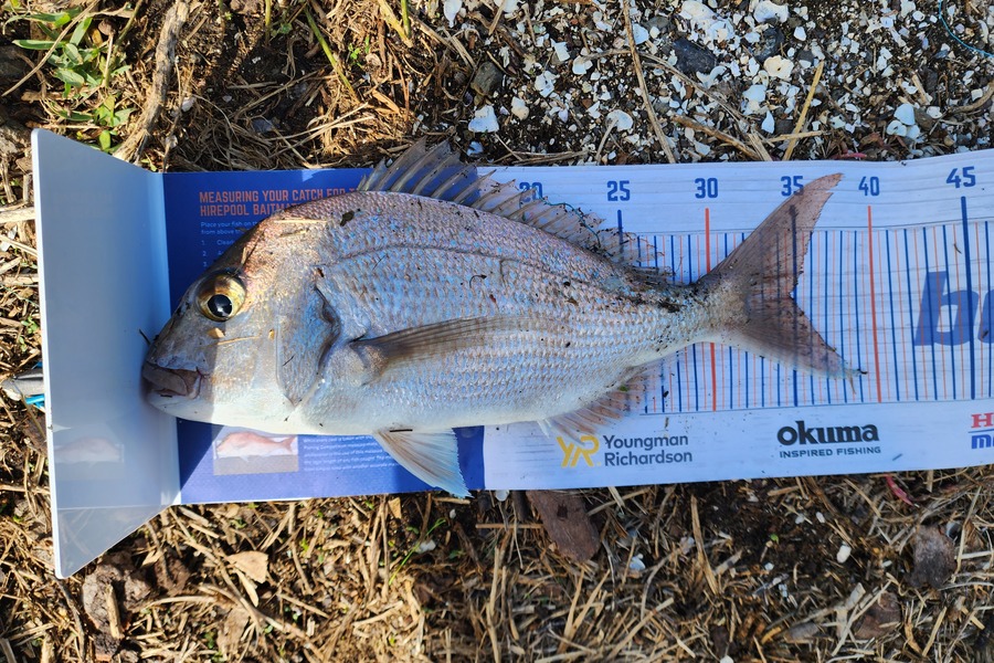 Gwyn Dans caught this 34.5cm Snapper at Duder Regional Park  during The Export NZ Fishing Competition