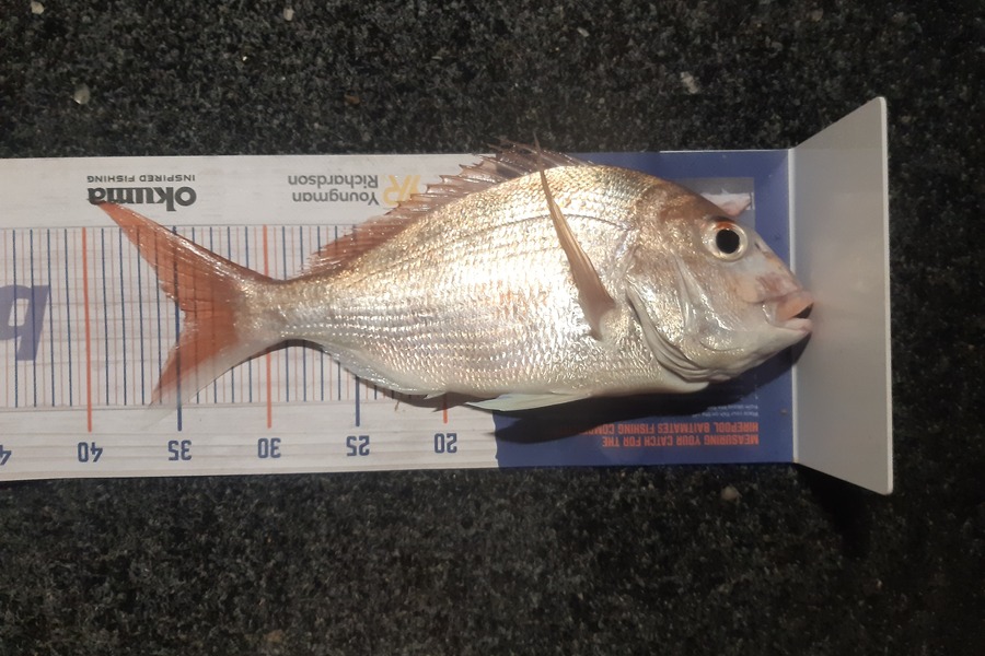 Karen Barnao caught this 34.5cm Snapper at Kerikeri inlet  during The Export NZ Fishing Competition