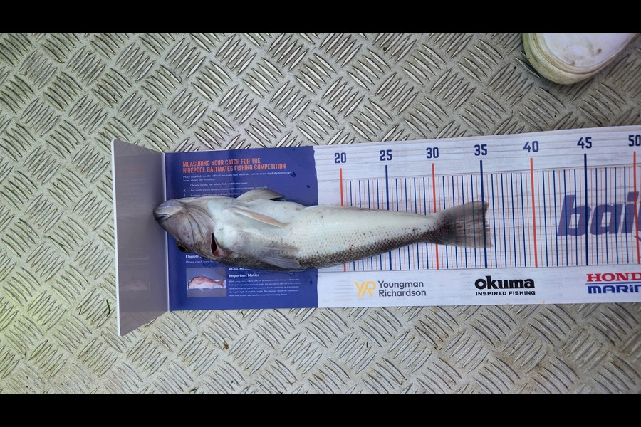 Harrison Powell caught this 35.0cm Blue Cod at Kiakoura Coast  during The Export NZ Fishing Competition