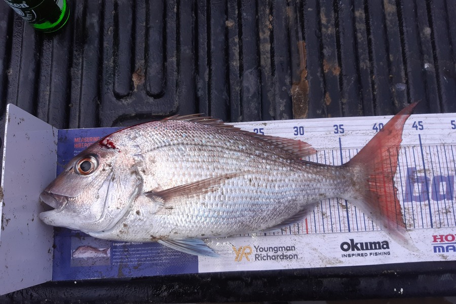 Bryce Taylor caught this 41.0cm Snapper at Glinks gully during The Export NZ Fishing Competition