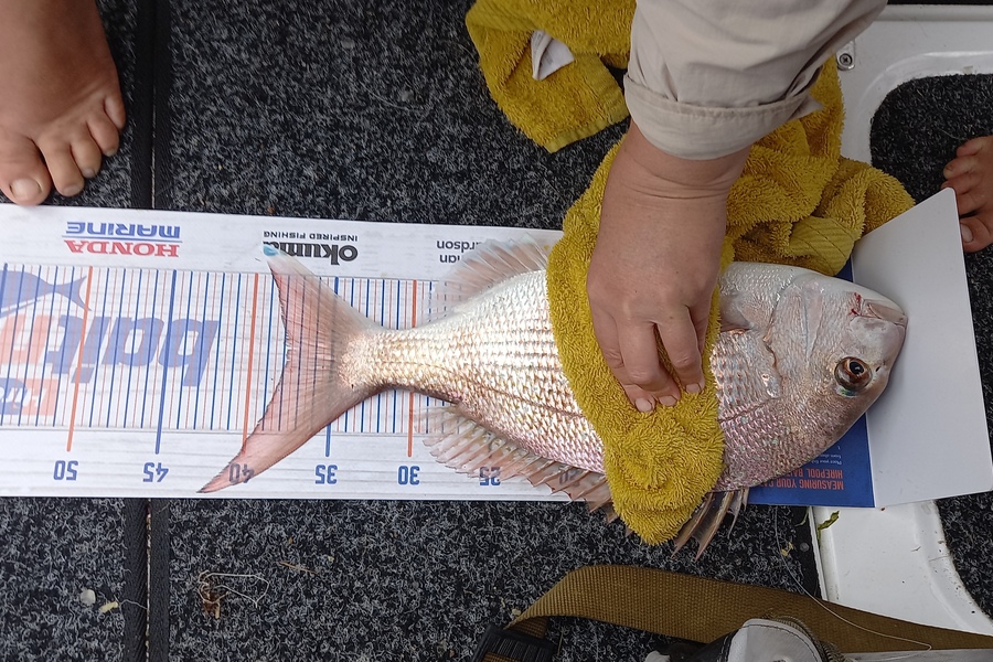 Jenny Bailey caught this 38.0cm Snapper at Kawhia  during The Export NZ Fishing Competition