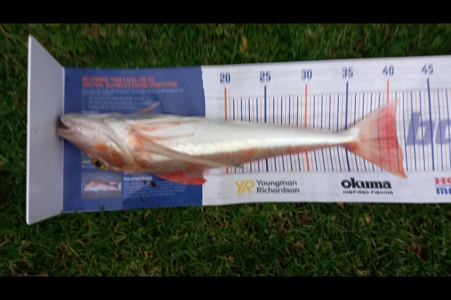 Jenny Bailey caught this 41.0cm Gurnard at Kawhia  during The Export NZ Fishing Competition