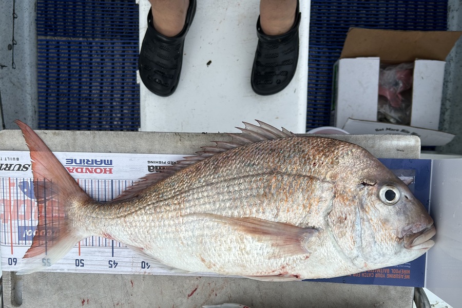 Peter Seers caught this 56.0cm Snapper at Kawau bay during The Export NZ Fishing Competition