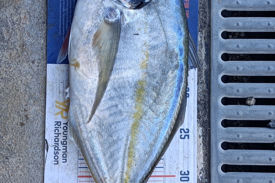 Chris La Franchie caught this 39.0cm Trevally at Kawhia harbour during The Export NZ Fishing Competition