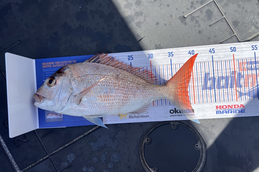 Steve Archer caught this 38.0cm Snapper at Hauraki gulf during The Export NZ Fishing Competition