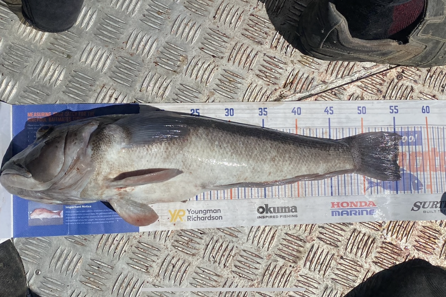 Blake Dassen caught this 55.0cm Blue Cod at West Coast  during The Export NZ Fishing Competition