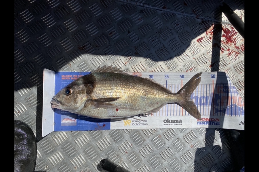 Blake Dassen caught this 42.5cm Tarakihi at West Coast  during The Export NZ Fishing Competition
