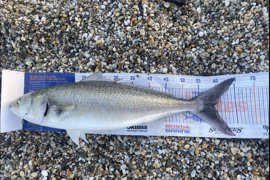 Blake Dassen caught this 59.0cm Kahawai at Otago during The Export NZ Fishing Competition