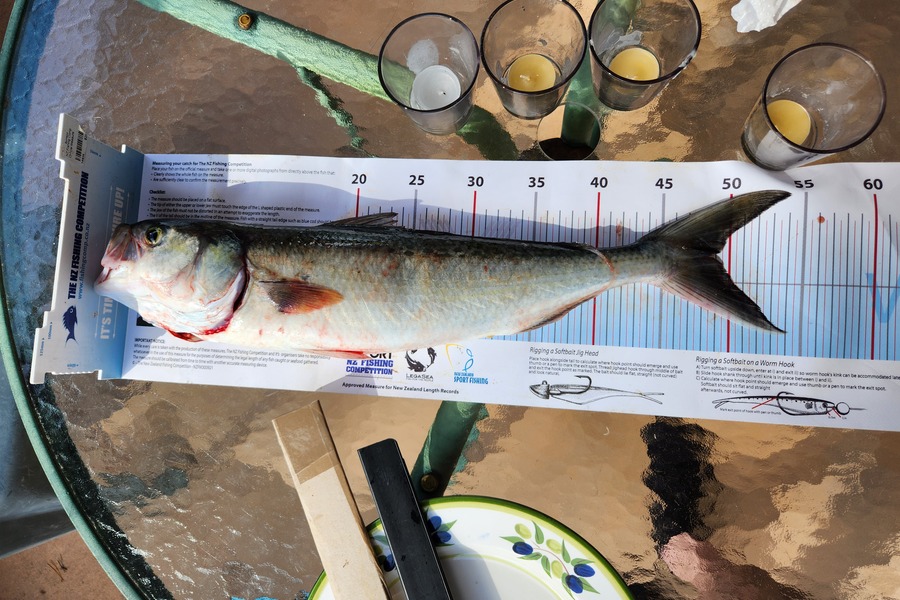 Marcus Welby caught this 48.0cm Kahawai at Russell  during The Export NZ Fishing Competition