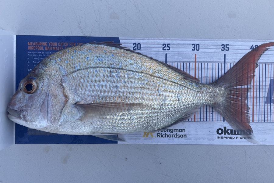 Regan George caught this 39.0cm Snapper at North Taranaki  during The Export NZ Fishing Competition