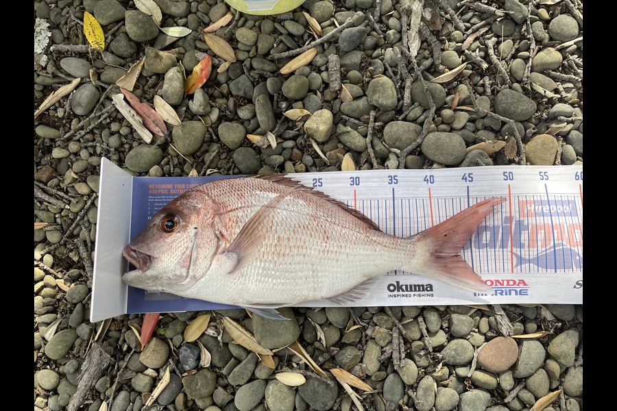 Shane Wills caught this 43.0cm Snapper at East cape during The Export NZ Fishing Competition