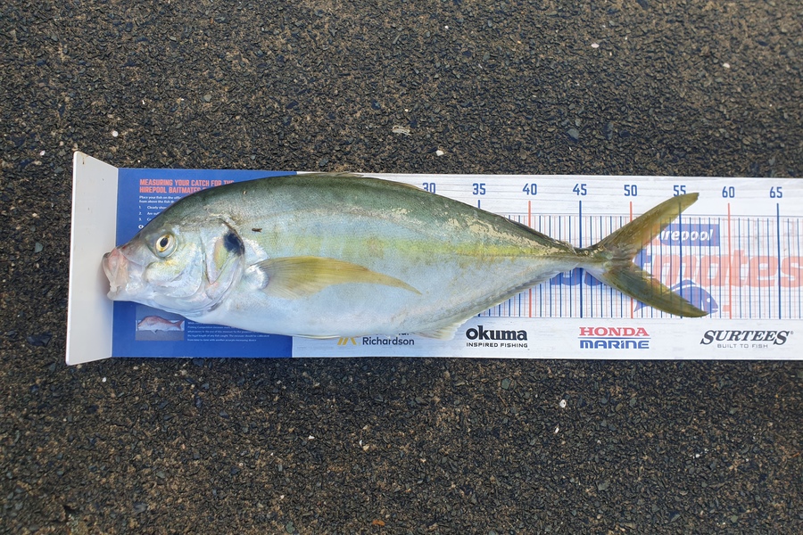 Steve Searancke caught this 50.0cm Trevally at Whangarei heads during The Export NZ Fishing Competition