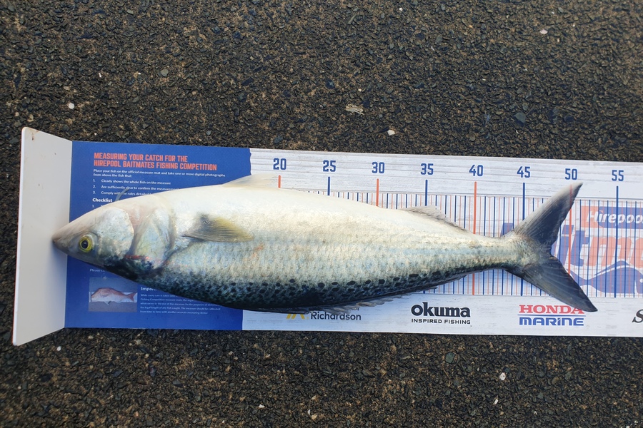 Steve Searancke caught this 48.0cm Kahawai at Whangarei heads during The Export NZ Fishing Competition