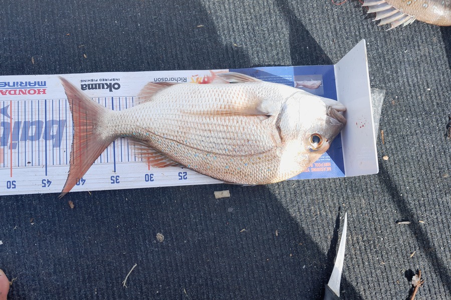 Aaron Motutere  caught this 41.0cm Snapper at Tauranga  during The Export NZ Fishing Competition