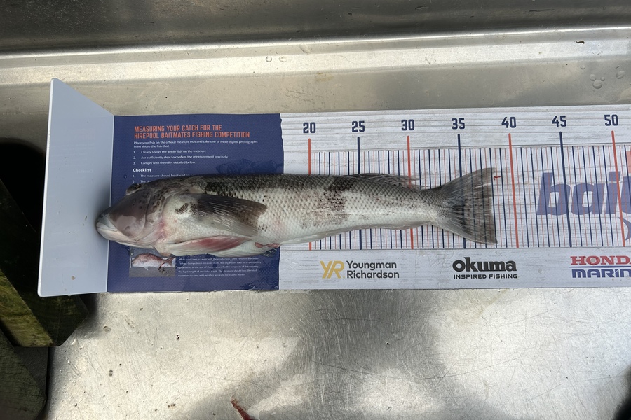 blair stewart caught this 37.5cm Blue Cod at Marlborough sounds during The Export NZ Fishing Competition