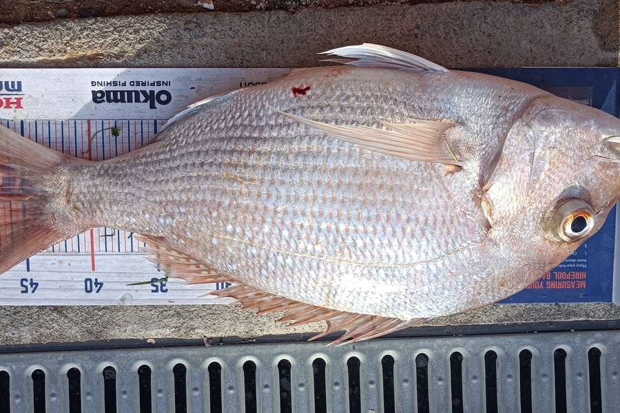 Chris La Franchie caught this 47.0cm Snapper at Kawhia harbour during The Export NZ Fishing Competition