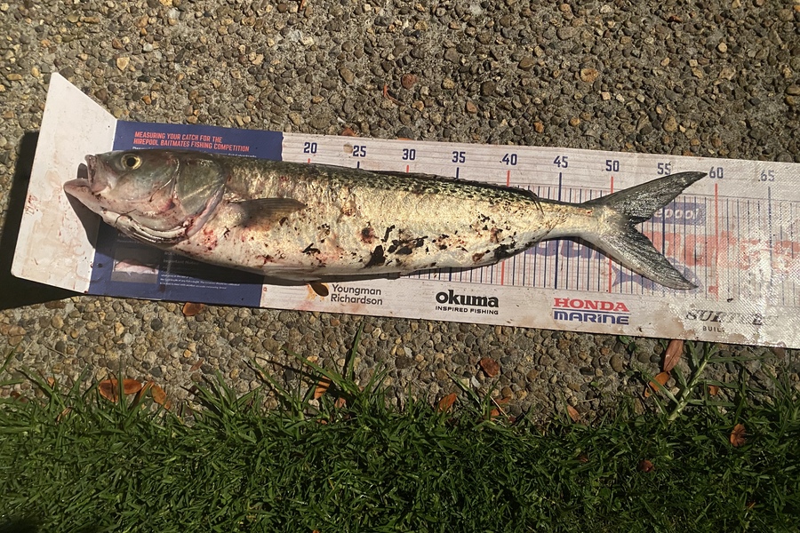 Cameron Coxhead caught this 52.0cm Kahawai at Bowentown entrance during The Export NZ Fishing Competition