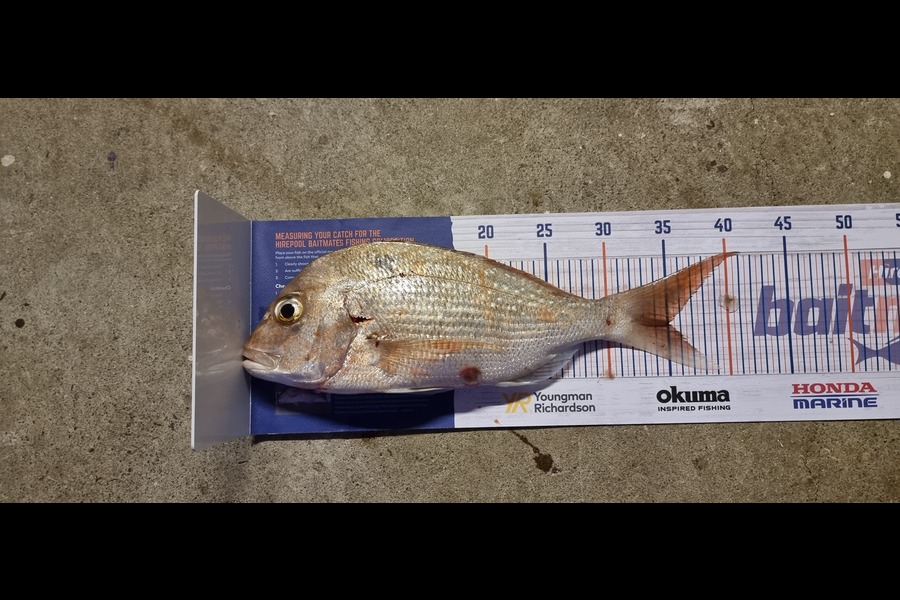 Levi Mcphee caught this 35.0cm Snapper at Tauranga during The Export NZ Fishing Competition