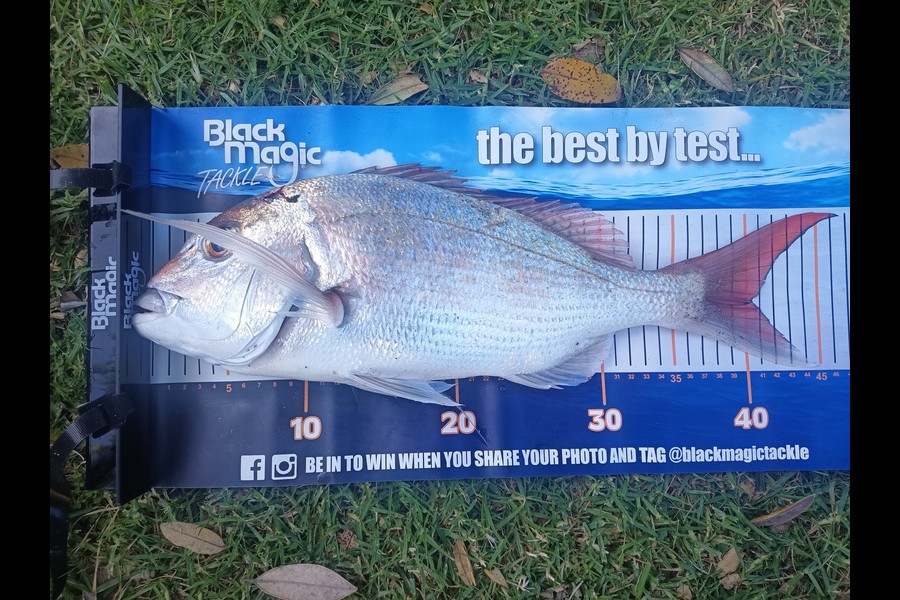 Colin Kerr caught this 40.0cm Snapper at Matata during The Export NZ Fishing Competition