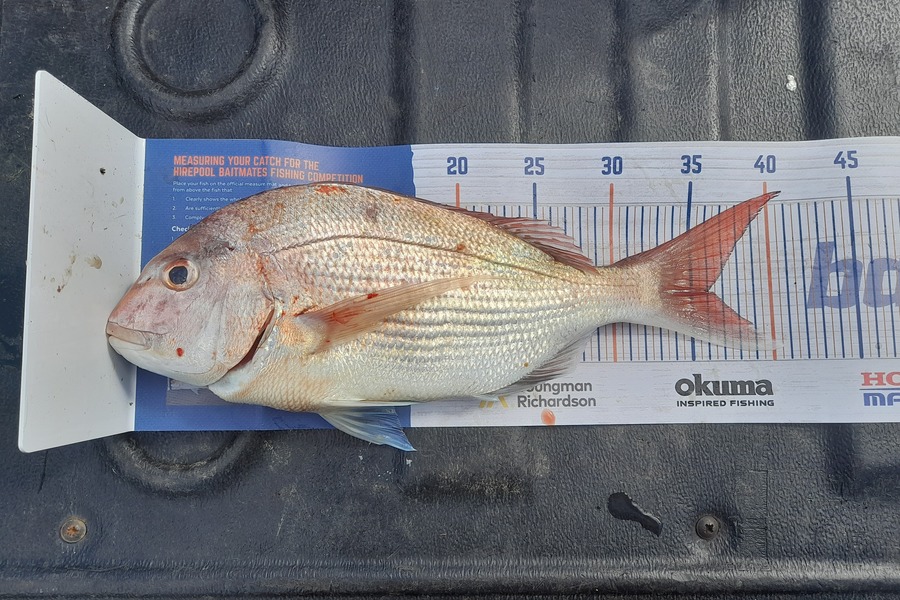 Connor Quin caught this 36.0cm Snapper at Scott's ferry during The Export NZ Fishing Competition