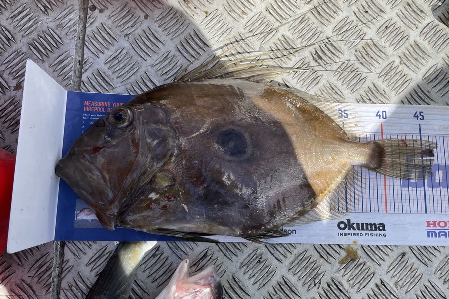Cho Yun caught this 46.5cm John Dory at Bream bay during The Export NZ Fishing Competition