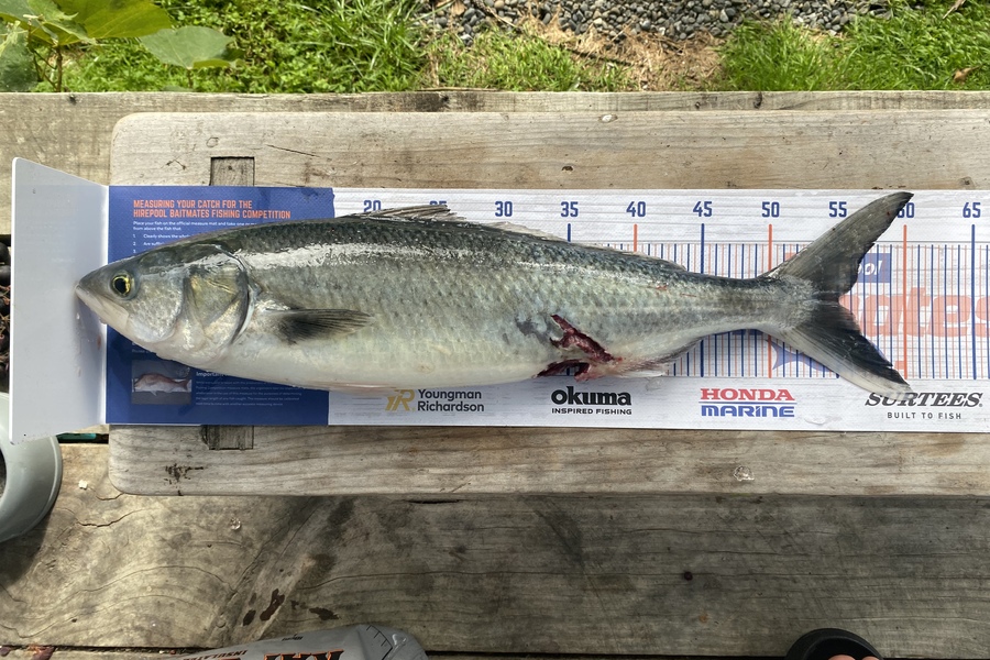 Hone Walker caught this 55.0cm Kahawai at Pukerua bay during The Export NZ Fishing Competition