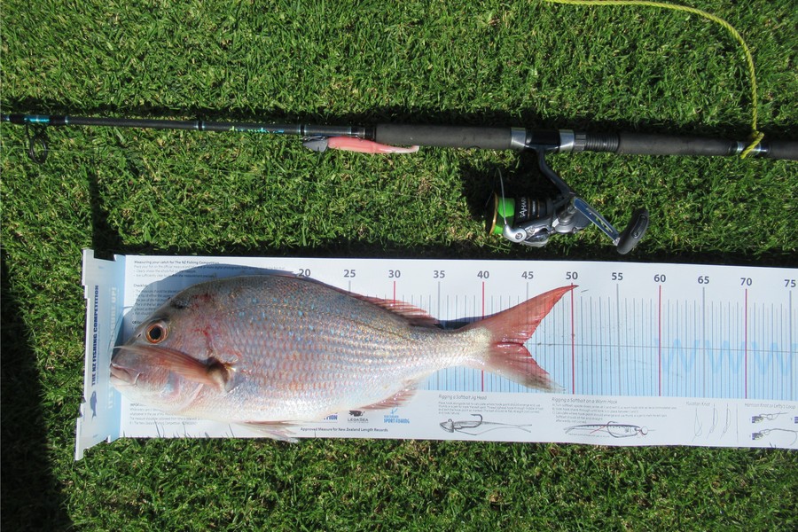 David Wilson caught this 44.5cm Snapper at Mount Maunganui during The Export NZ Fishing Competition