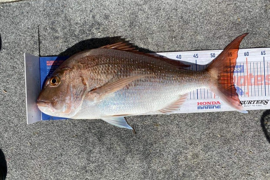 Marcel Ruedi caught this 55.5cm Snapper at Whangarei Harbour during The Export NZ Fishing Competition