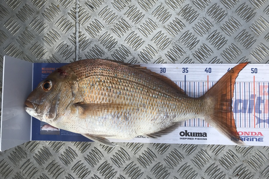 Kraig Steiner caught this 45.0cm Snapper at Kaipara during The Export NZ Fishing Competition