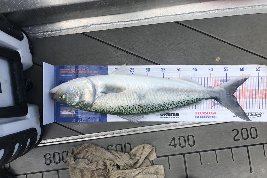 David Monagan caught this 57.0cm Kahawai at Pourerere  during The Export NZ Fishing Competition
