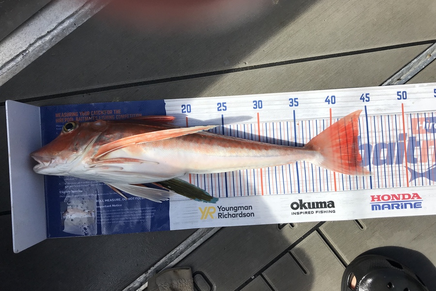 David Monagan caught this 43.5cm Gurnard at Pourerere  during The Export NZ Fishing Competition