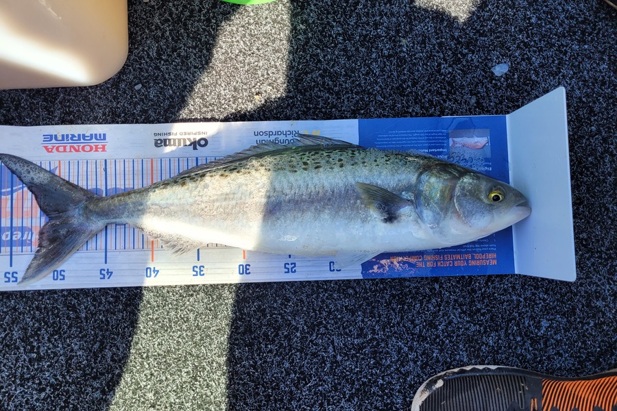 Ashley Rippon caught this 51.0cm Kahawai at Bay of plenty during The Export NZ Fishing Competition