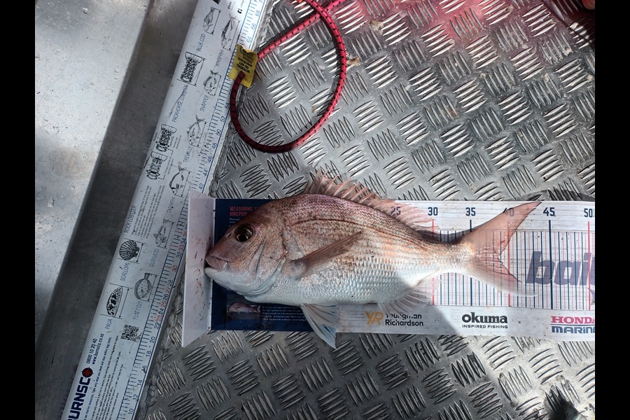 Joshua  Melchers  caught this 38.5cm Snapper at Matakana  during The Export NZ Fishing Competition