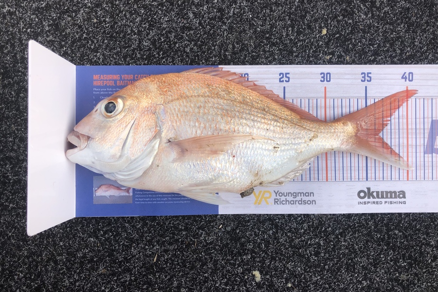 Rory Atkinson caught this 36.0cm Snapper at Whakatane  during The Export NZ Fishing Competition