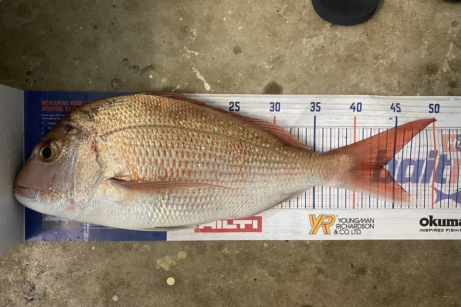 Elliot Gordon caught this 43cm Snapper at Tauranga during The Export NZ Fishing Competition