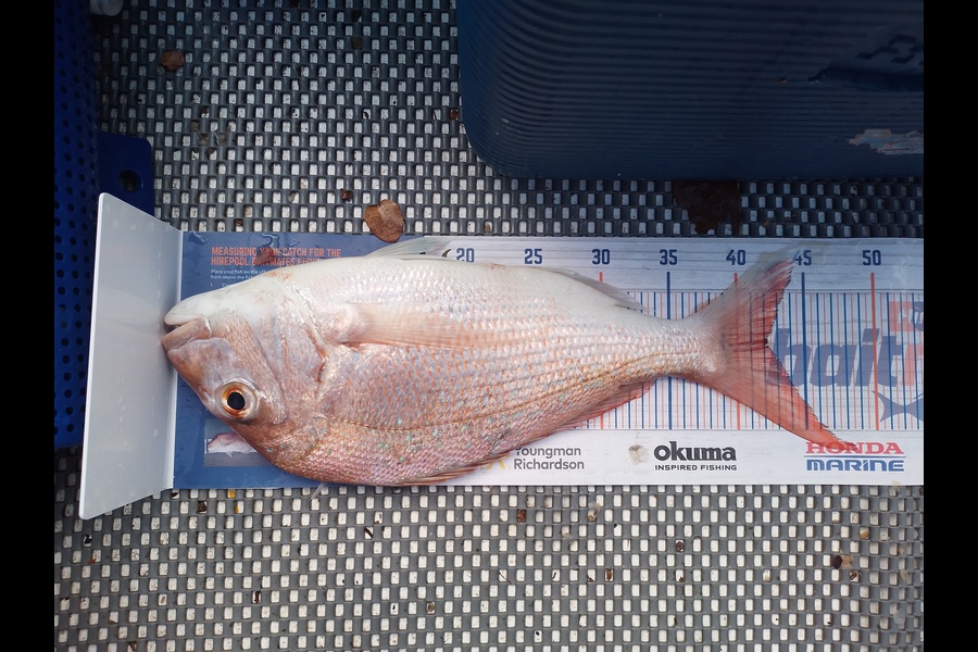 Phillip Te Pou caught this 42.0cm Snapper at Firth of thames during The Export NZ Fishing Competition