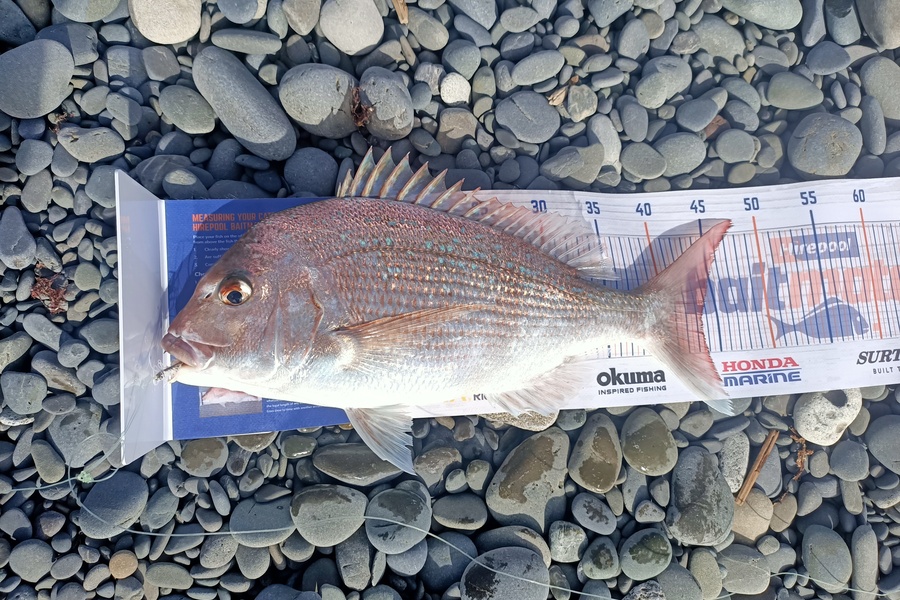 Moanaroa Jakeman caught this 43.5cm Snapper at Napier  during The Export NZ Fishing Competition