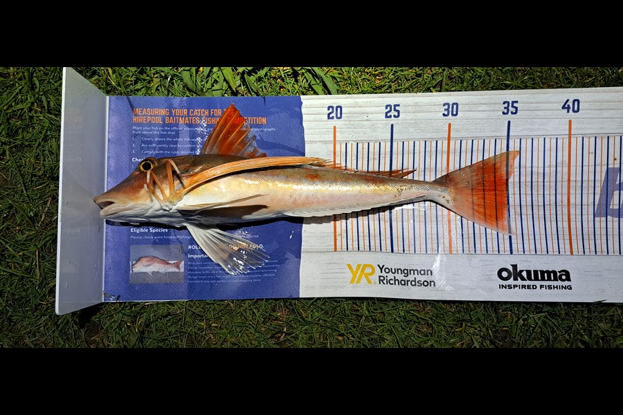 Dylan Ray caught this 35.0cm Gurnard at Takaka during The Export NZ Fishing Competition