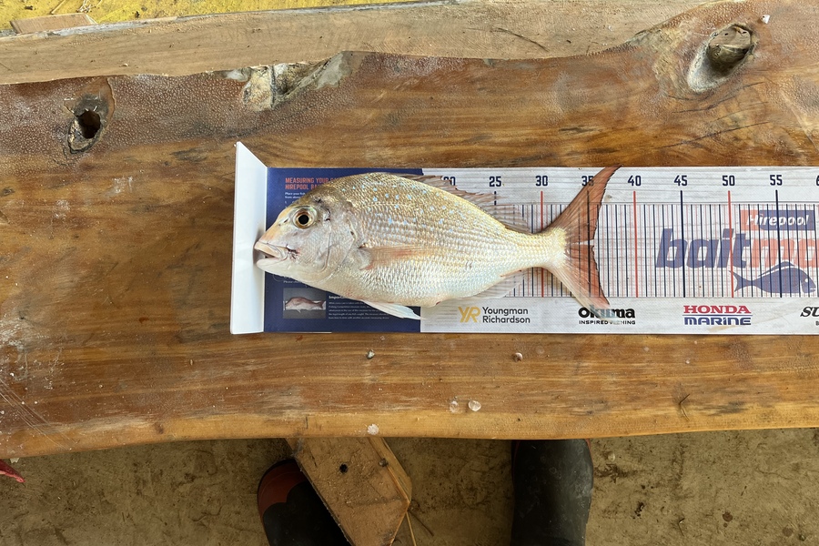 David Hayman caught this 35.5cm Snapper at New Plymouth  during The Export NZ Fishing Competition