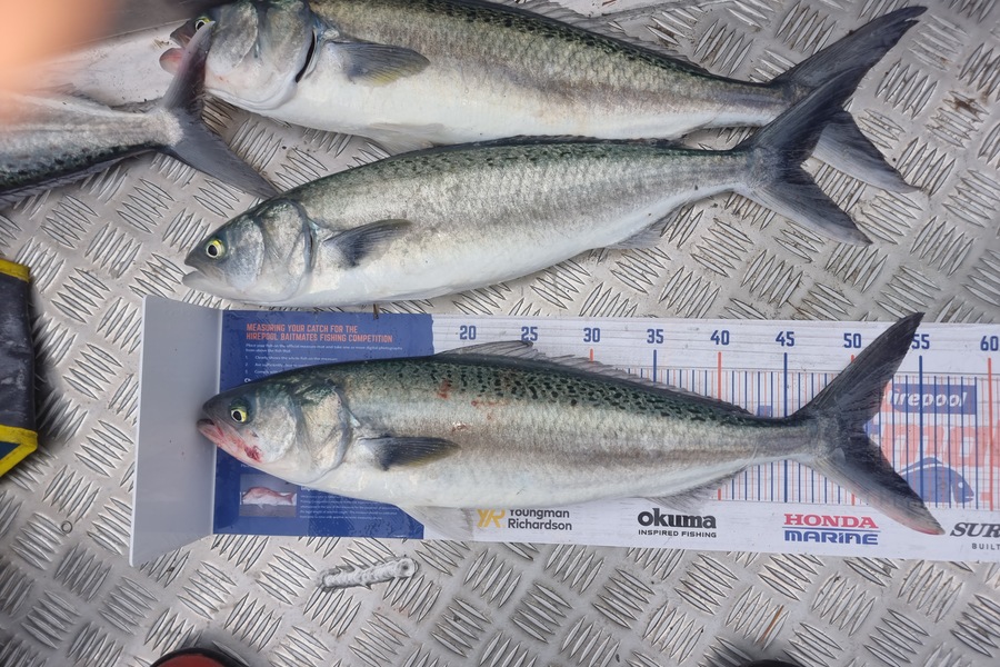 Matthew Grantham caught this 50.5cm Kahawai at Kapiti during The Export NZ Fishing Competition