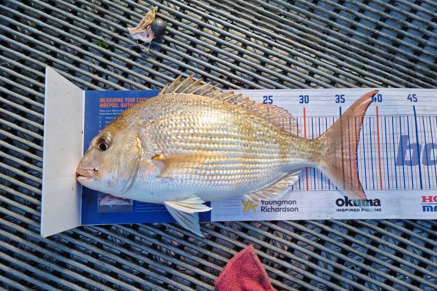 Angel Emtage caught this 37.0cm Snapper at Kaipara Harbour during The Export NZ Fishing Competition