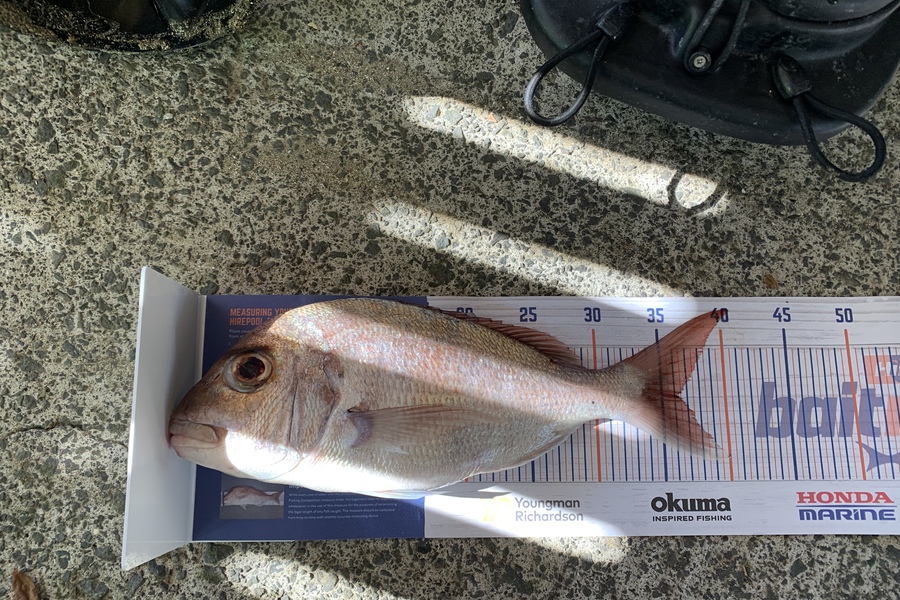Ivan Glukharev caught this 36.0cm Snapper at Browns bay during The Export NZ Fishing Competition