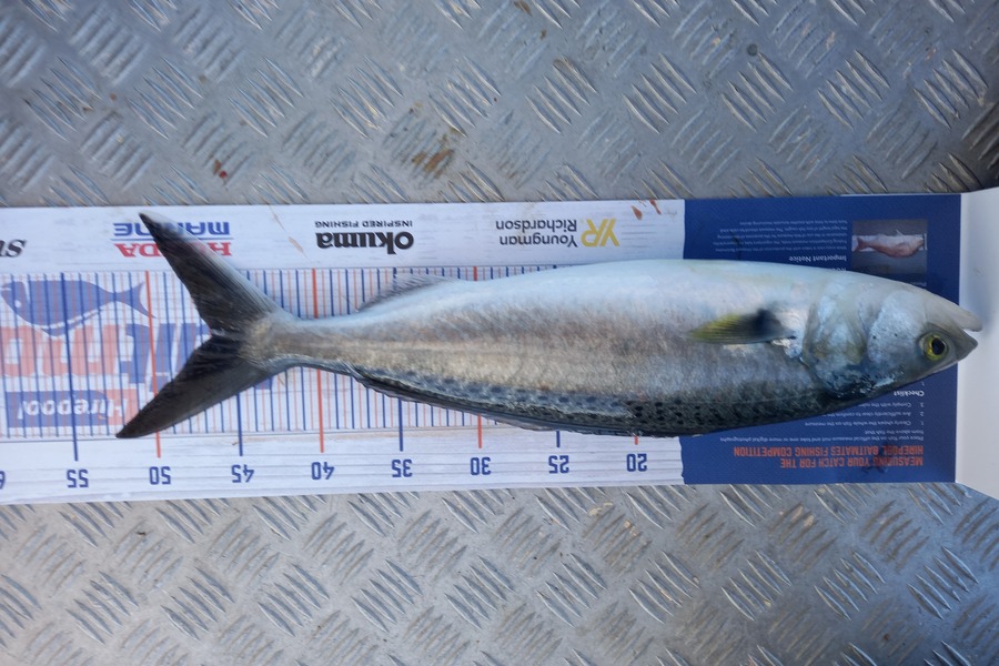 Sandra Dicker caught this 46.0cm Kahawai at Kawhia during The Export NZ Fishing Competition