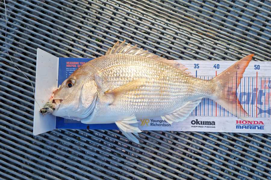 Clinton Emtage caught this 45.0cm Snapper at Kaipara harbour during The Export NZ Fishing Competition