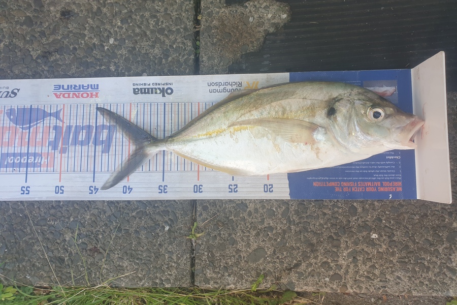 Loretta Ford caught this 39.0cm Trevally at Omaio during The Export NZ Fishing Competition