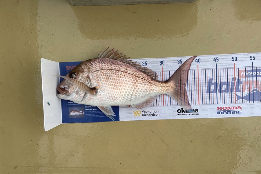 Lee Paetai caught this 36.0cm Snapper at Firth of Thames  during The Export NZ Fishing Competition
