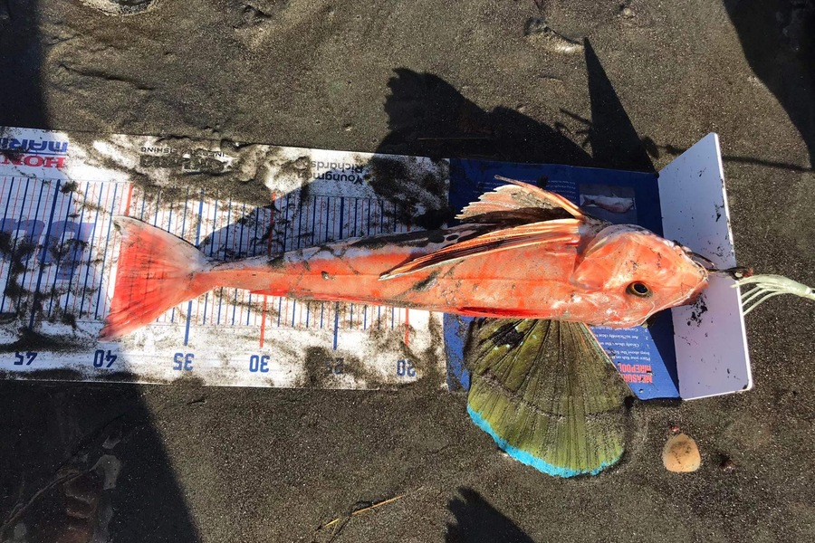 Viv Radich caught this 40.0cm Gurnard at Manawatu  during The Export NZ Fishing Competition