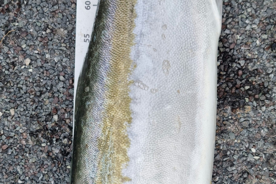 Andrew  Graham  caught this 93.5cm Kingfish at Doubtless Bay  during The Export NZ Fishing Competition