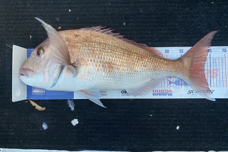 Shane Stanley caught this 62.5cm Snapper at Kawau bay during The Export NZ Fishing Competition